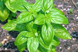 albahaca.jpg